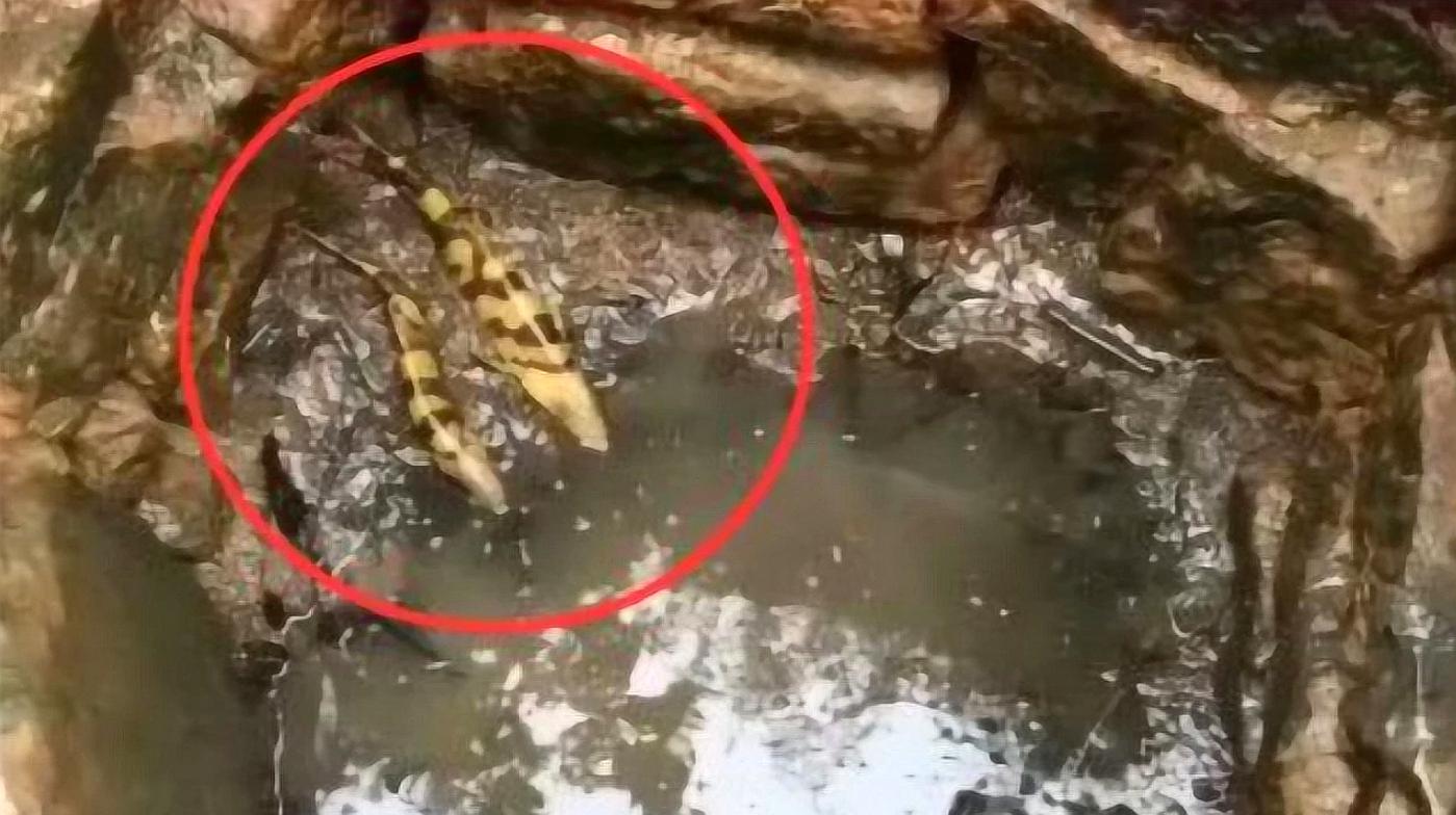 周公解梦，梦见抓蛇，色彩斑斓的大蛇终被捏死，寓意何在？