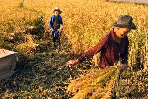 梦见别人耕地与收稻谷，寓意解析与心灵启示