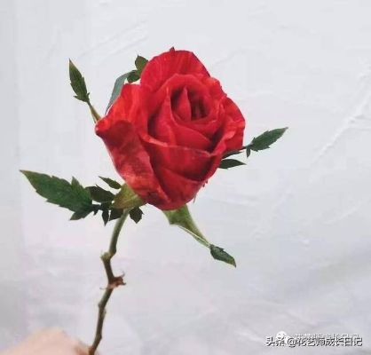 梦幻花语，梦中玫瑰的奇妙蜕变
