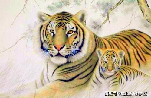 孕妇梦境奇遇，老虎化人为伴，寓意深远的心灵慰藉