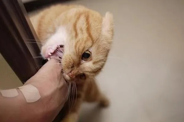 梦见被猫咬疼醒了，探索梦境背后的深层含义