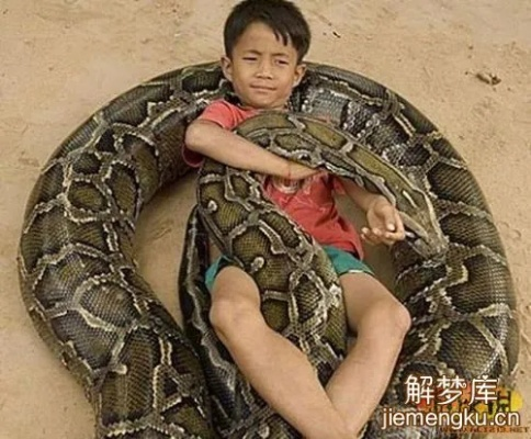 梦见和大蛇结婚，周公解梦大全解析