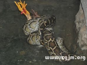 梦境解析，一个晚上次梦见蛇、死人与坟墓