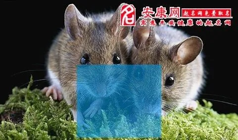梦见2只黑色的老鼠在我的床上跑来跑去，一场梦境的深层解析与心理启示