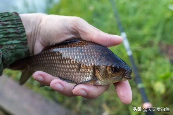 梦境的丰收，解析梦到钓到很多大鲫鱼的深层含义
