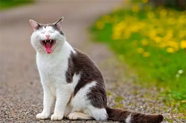 昨晚梦到猫，是预兆还是巧合？