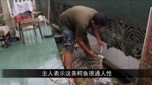 在走路时梦见黑色毒蛇咬人，梦境解析与心理暗示