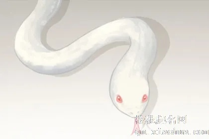 梦见白蛇，解读梦境中的神秘象征与心灵启示