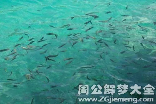 梦到小池塘里有好多大鱼，一场心灵深处的探索之旅