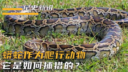 梦见一群蟒蛇，两条想逃跑，最后被逮住