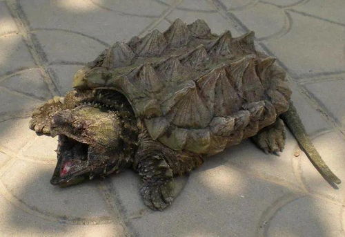 梦见死去的乌龟和青蛙，探索梦境背后的深层含义