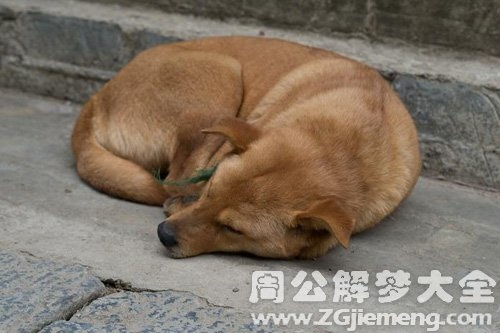 梦境的深层解析，梦见把自家狗杀了，肚子里还有一窝小狗都死了，并把狗皮扒下来的象征意义