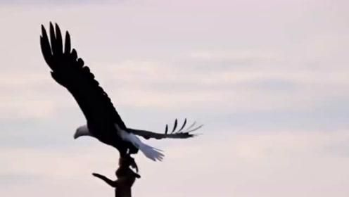 梦见鹰叼着蛇在天上飞,探索梦境中的神秘象征与深层含义 梦见鹰叼着蛇在天上飞,探索梦境中的神秘象征与深层含义