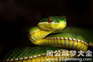 急梦见许多蛇追着我跟我老婆，周公解梦背后的深层含义与心理分析
