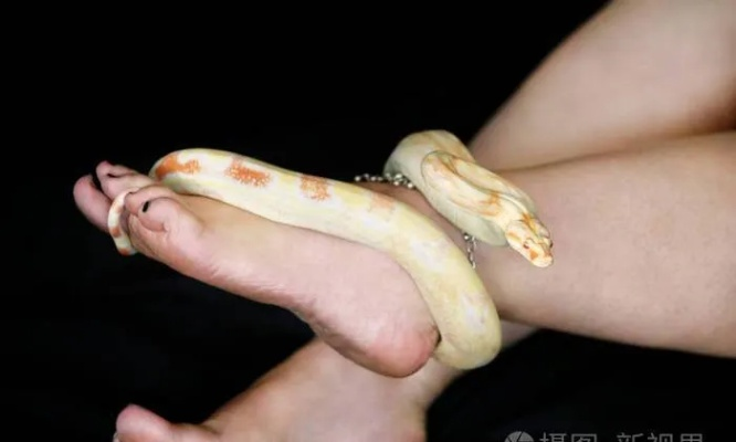 梦境中的隐秘启示，未婚女生梦见蛇咬小腿后的深层解析