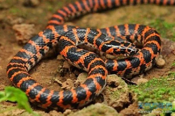 梦境解析，梦见巨大红花蛇与母亲吃蛇，预示着什么？