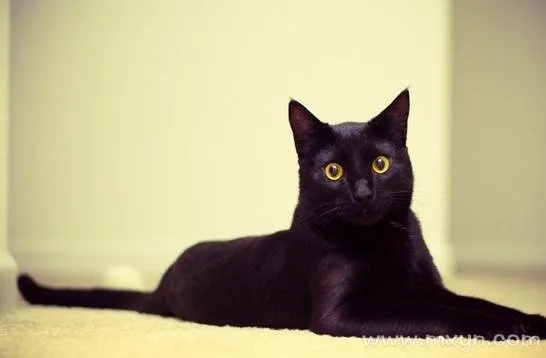 梦境的色彩，解析梦见黑猫身上染了颜色的深层含义