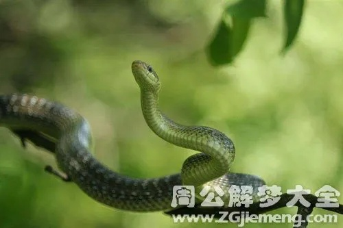 梦见被蛇缠身被我用手掐死放手又复活，探索梦境中的深层含义与心理解析
