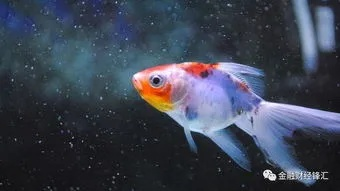 被鱼追的梦境，周公解梦与深层解析