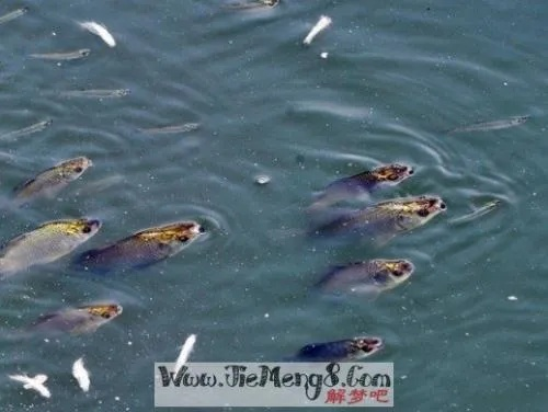 做梦梦到河里有四条大鱼，梦境解析与心灵启示