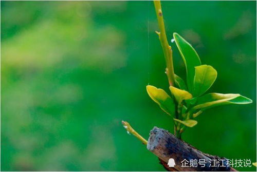 梦见自家门口燕子莴没了咋回事，解读梦境中的预兆与象征