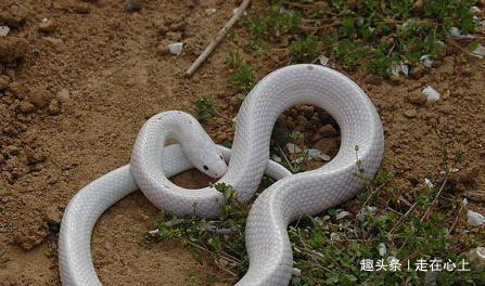 孕妇梦见两条小蛇一条大蛇两条小蛇被我打死了是什么意思
