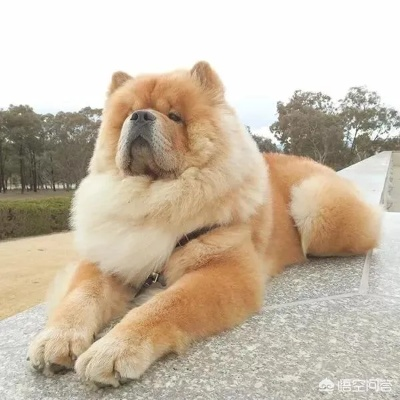 梦境解析，梦见别人的松狮狗咬我，我将其打死，意味着什么？