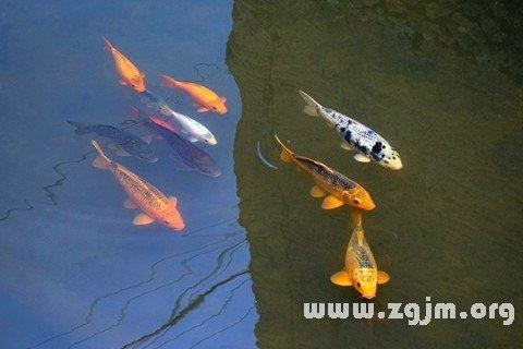梦境解析，探索晚上梦见自己养的鱼和龟跑了自己去捉的深层含义