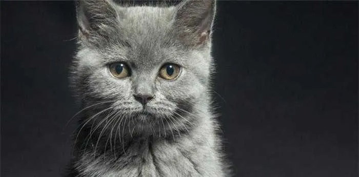 梦境解析，为何梦见打死脏猫，揭示深层心理寓意