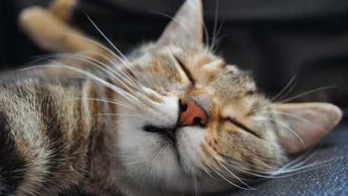 梦境解析，我梦见猫抓破我的腿