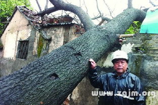 梦境解析，梦见盖房子筏树砸死人