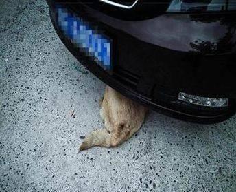 梦见老公被车撞死了出血了解梦，探索梦境背后的深层含义与心理解析
