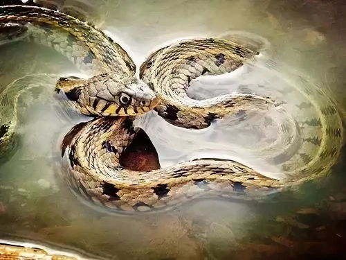 梦境解析，狗与蛇的奇幻转换——守护与转变的寓意
