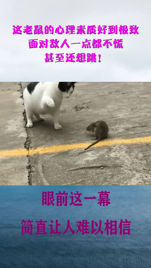 在家梦见很多老鼠急，梦境背后的深层解析与心理启示