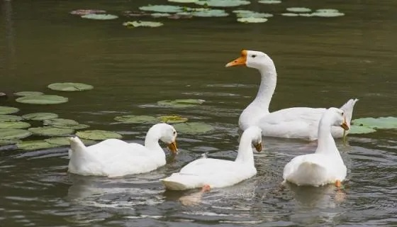 梦境解析，梦到捉鹅并见到无头之鹅的深层含义
