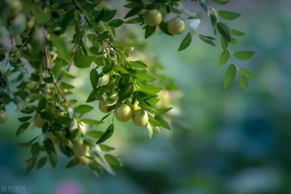 梦境中的丰收景象，从青枣到红枣的奇妙旅程