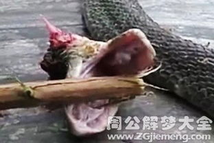 孕妇梦到蛇，是胎梦吗？其背后隐藏的意义与解读