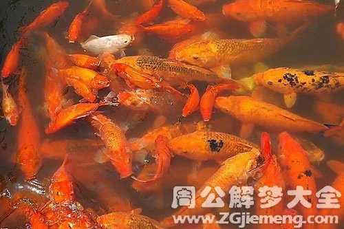 做梦梦见和别人一起吃饭有鱼有西红柿炒蛋，探索梦境中的深层含义