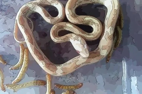 梦见三头蛇，探索梦境背后的深层含义与预示