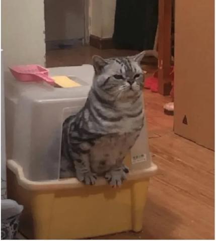 梦见猫和狗跑到家里还拉屎，解读梦境背后的深层含义