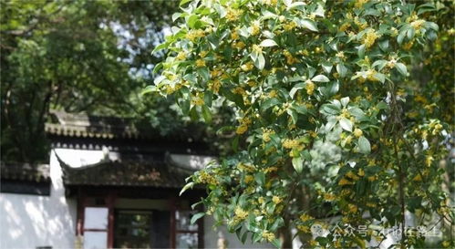 梦境中的禅意与生机，梦见在寺庙拿回一颗石榴树的启示