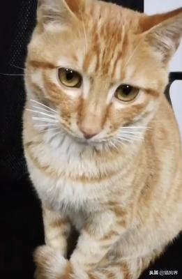 梦见没有前脚的猫，寓意与解析
