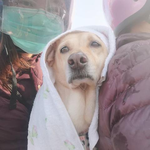 孕妇梦到被小狗咬，梦境背后的深层含义与解读