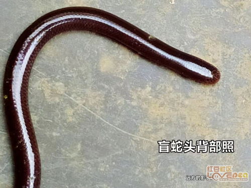 梦见盆里有四条蜈蚣，深层寓意与心理解析
