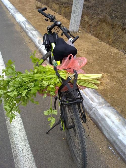 梦境奇遇，自行车之旅与蛇的微妙邂逅