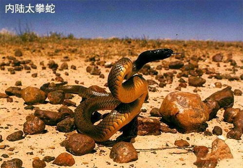 梦见蛇与我说话，探索梦境中的神秘对话