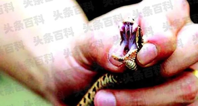 梦见蛇咬自己手指头，梦境背后的深层含义与解析