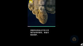 做梦梦见大便，解读梦境中的隐秘信息