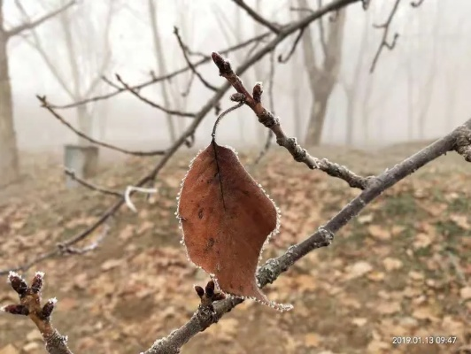 梦境重生，我梦见一颗快要枯萎的杏树，树上仅余几片叶子，却在根部重获新生