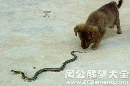 梦境解析，梦见大蛇带着小蛇被狗叼回来又扔了